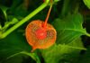 Czy Physalis jest jadalny?