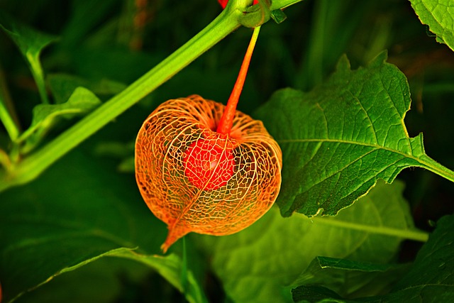 Czy Physalis jest jadalny? Czy Physalis jest jadalny?