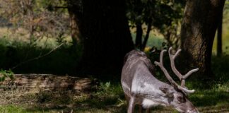 Ile jest reniferów Świętego Mikołaja? Ile jest reniferów Świętego Mikołaja?