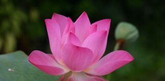 Jak się mówi po angielsku Elf?