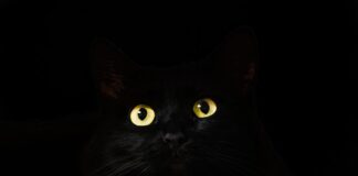 Co to jest Observable?