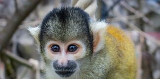 Do czego służy Pipę?