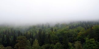 Jak zasłonić ścianę sąsiada?